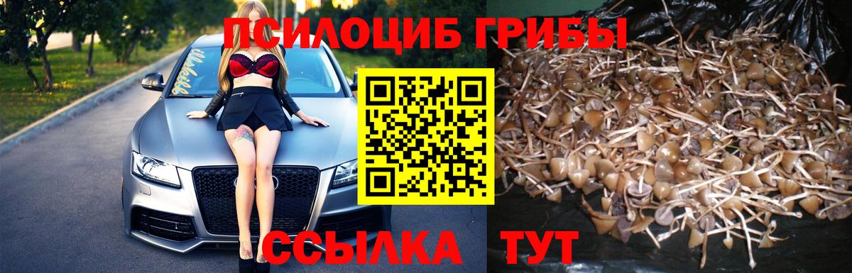 Жигулёвск  Галлюциногенные грибы Psilocybe  Вход с VPN 