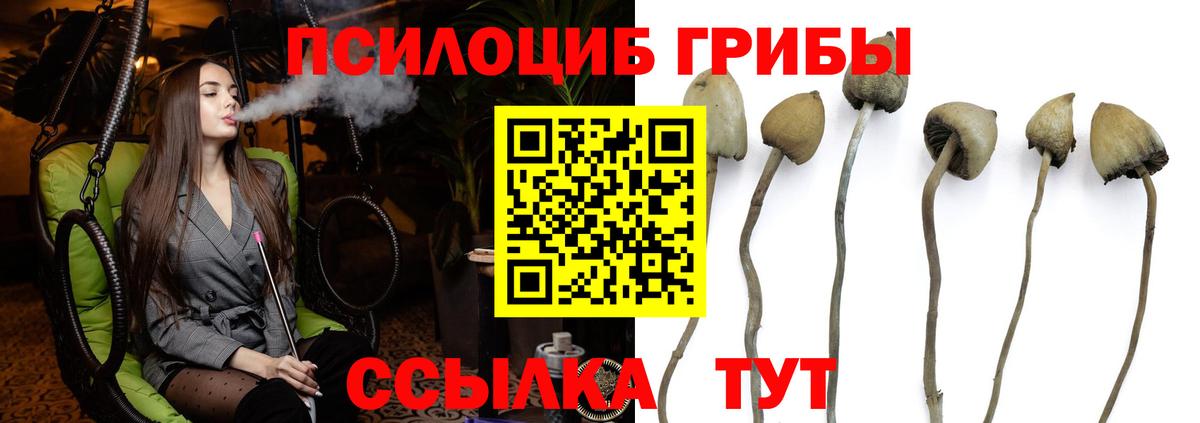 Псилоцибиновые грибы Psilocybe  Жигулёвск  Галлюциногенные грибы мухоморы 
